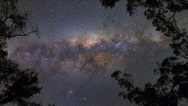 The Milky Way through trees. Image Credit: Roger Groom